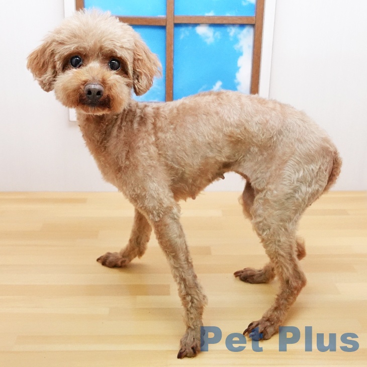 ❦トイプードル☆ご予約受付ページ❦ トイ・プードルの詳細情報 | PetPlus パートナードッグ&キャット