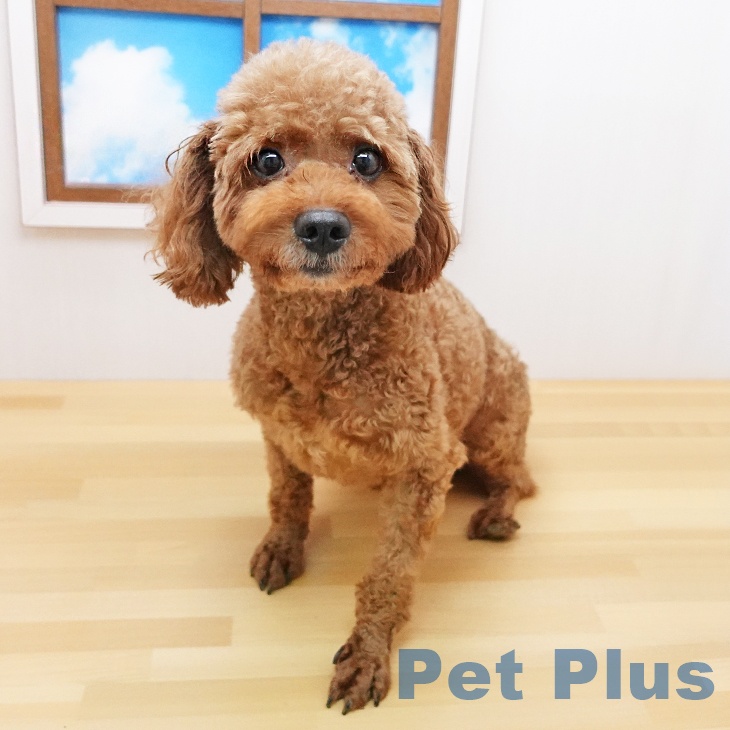 ❦トイプードル✩ご予約受付ページ❦ トイ・プードルの詳細情報 | PetPlus パートナードッグ&キャット
