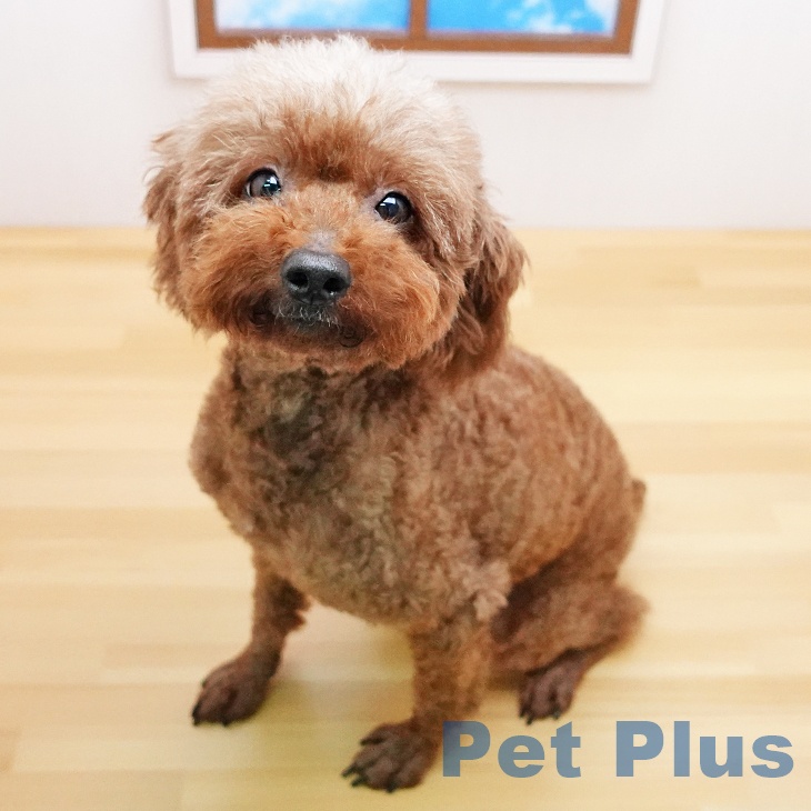 トイ・プードルの詳細情報 | PetPlus パートナードッグ&キャット