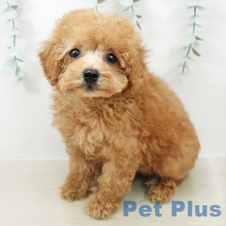 東京都のトイプードル(トイ) (ペットプラス 板橋店/2026年4月15日生まれ/女の子/レッド)の子犬