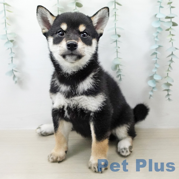 埼玉県の柴犬(標準サイズ) (ペットプラス 与野店/2026年4月15日生まれ/女の子/黒)の子犬の1枚目の画像