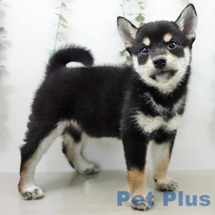埼玉県の柴犬(標準サイズ) (ペットプラス 与野店/2026年4月15日生まれ/女の子/黒)の子犬の2枚目の画像