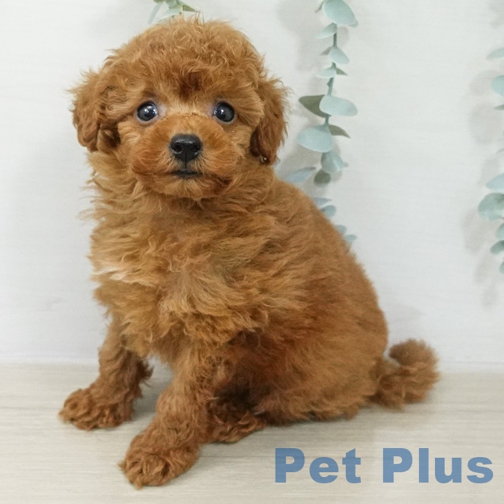 茨城県のトイプードル(トイ) (ペットプラス つくば店/2026年4月10日生まれ/男の子/レッド)の子犬の2枚目の画像