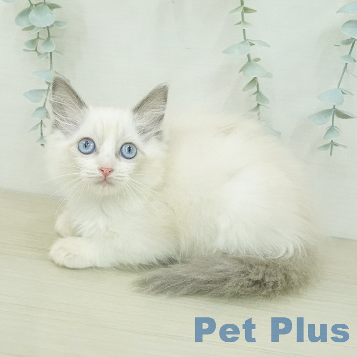 長野県のラグドール (ペットプラス 上田店/2026年4月9日生まれ/女の子/ブルーポイントバイカラー)の子猫