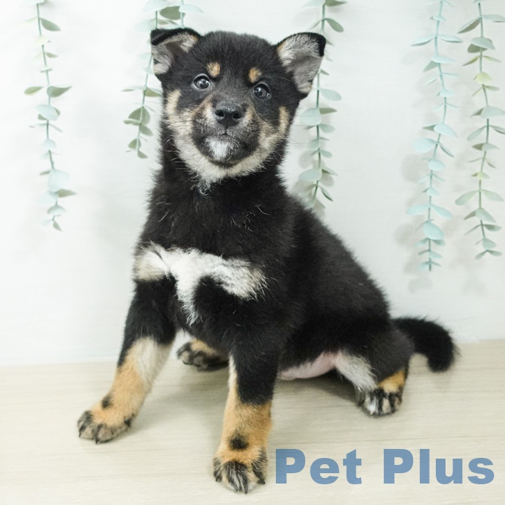 神奈川県の柴犬(標準サイズ) (ペットプラス 相模原並木店/2026年4月18日生まれ/男の子/黒)の子犬の1枚目の画像