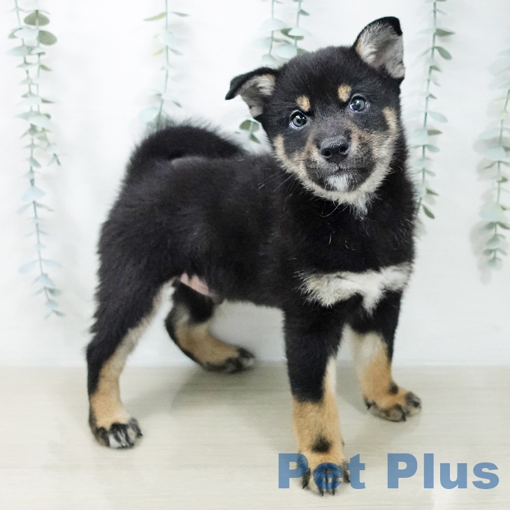 神奈川県の柴犬(標準サイズ) (ペットプラス 相模原並木店/2026年4月18日生まれ/男の子/黒)の子犬の2枚目の画像