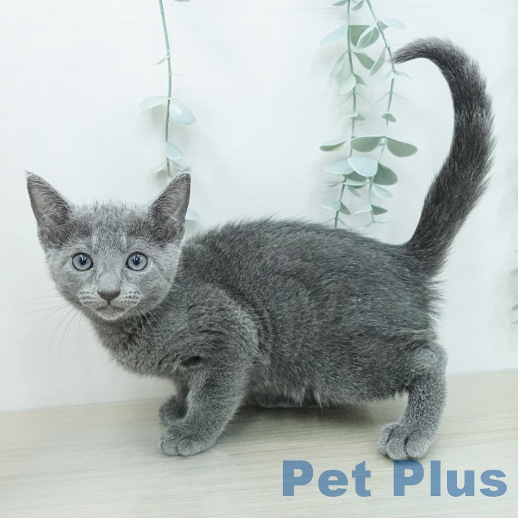 千葉県のロシアンブルー (ペットプラス 幕張新都心店/2026年4月17日生まれ/男の子/ブルー)の子猫の2枚目の画像