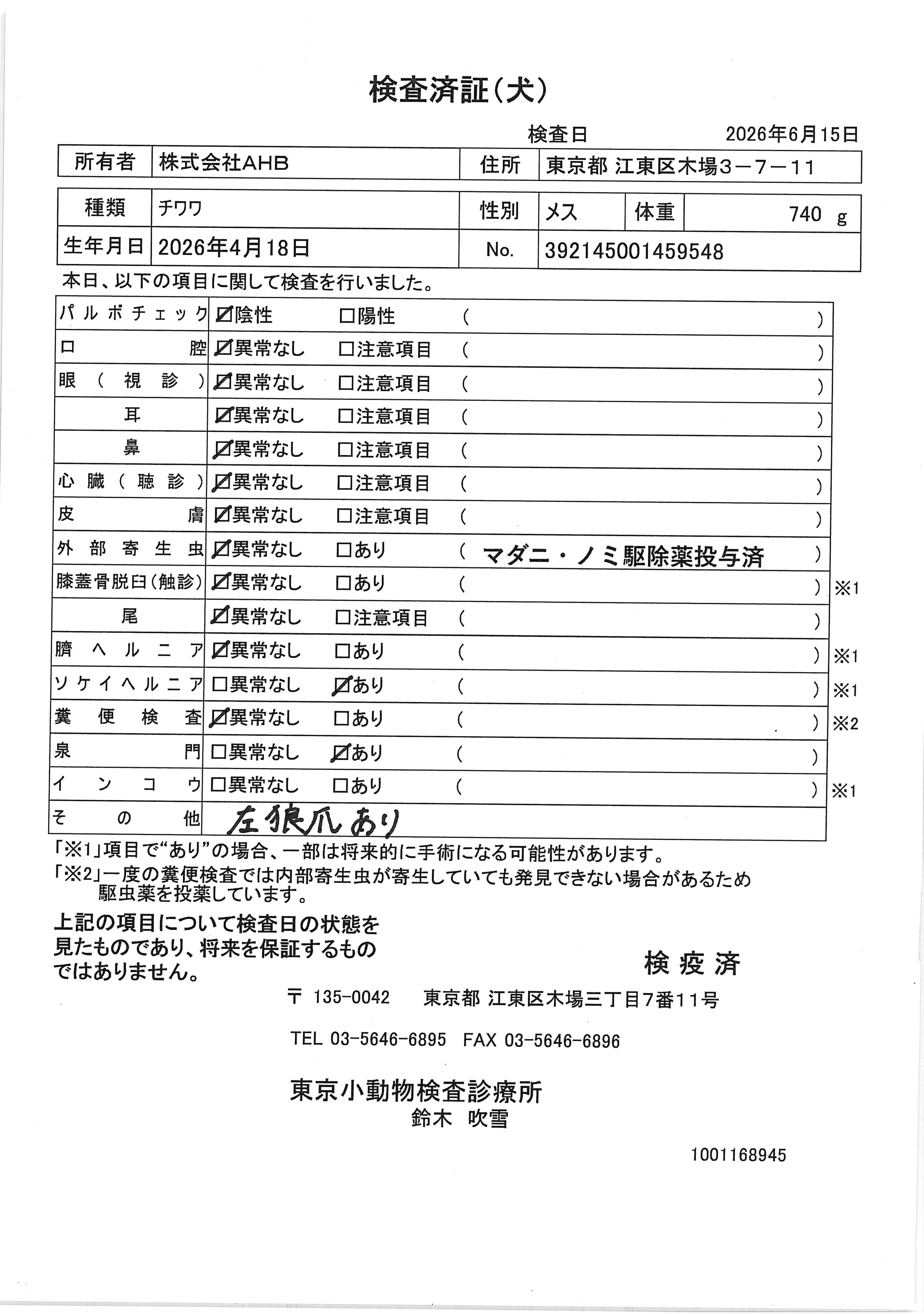 チワワ