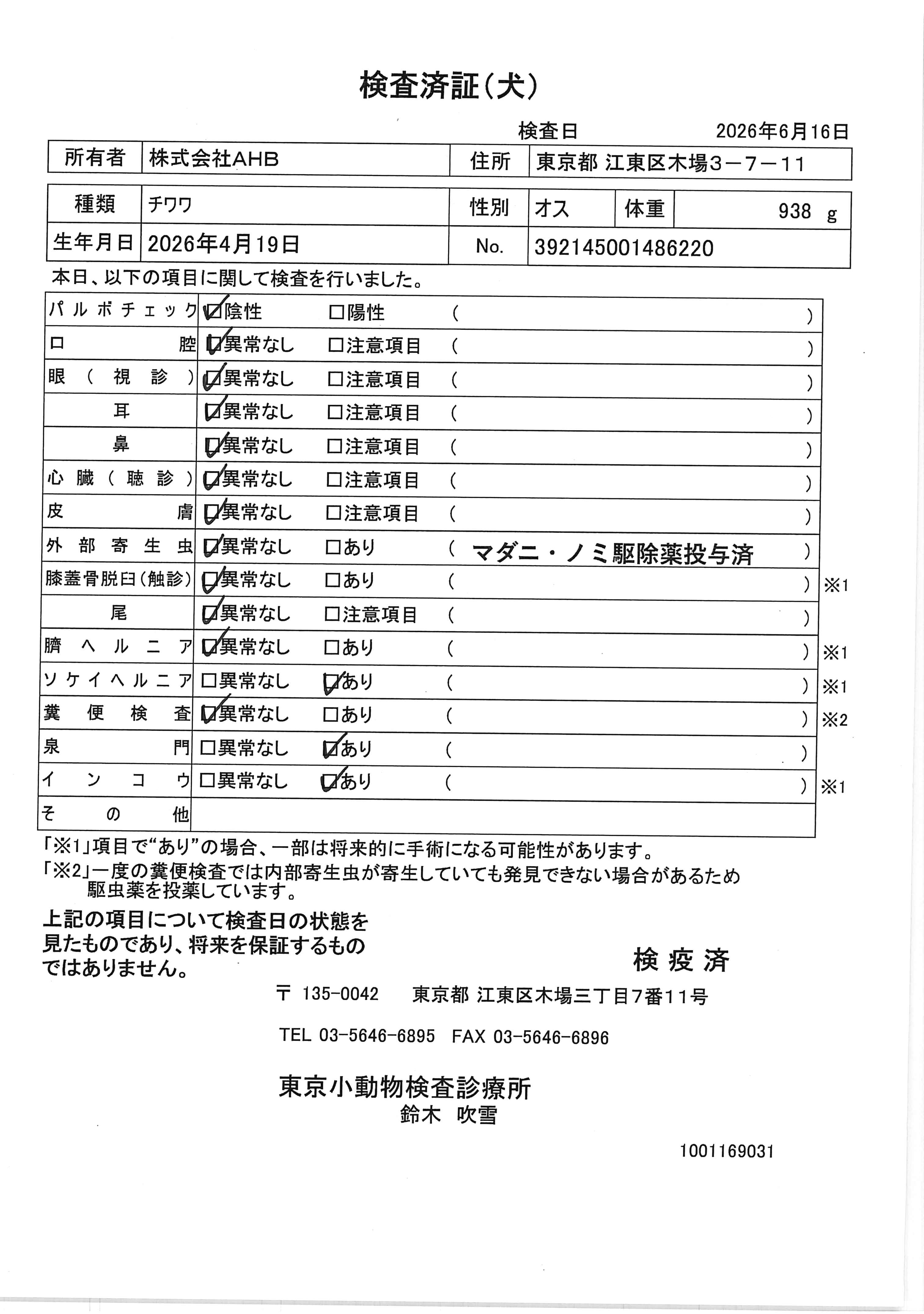 チワワ