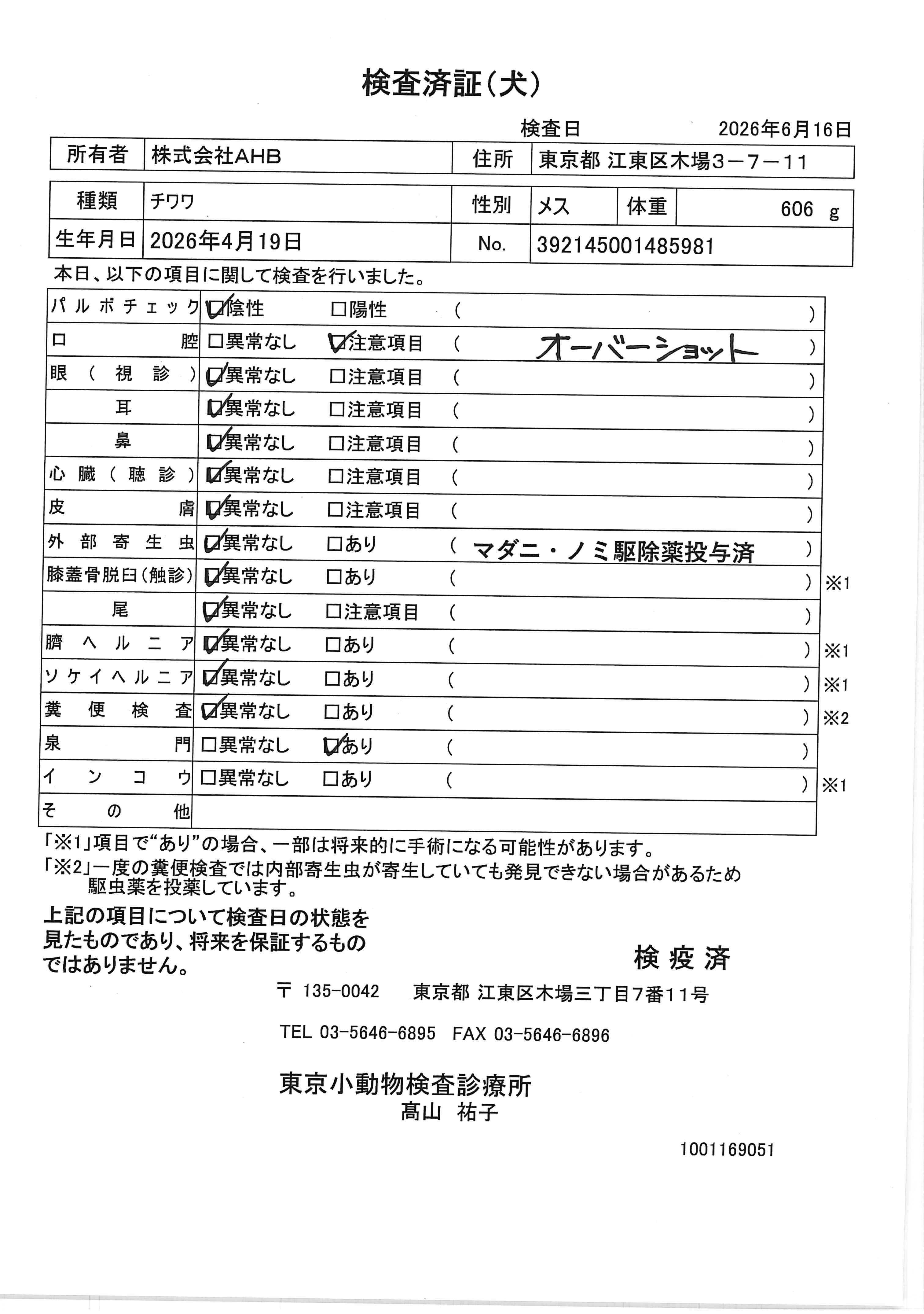 チワワ