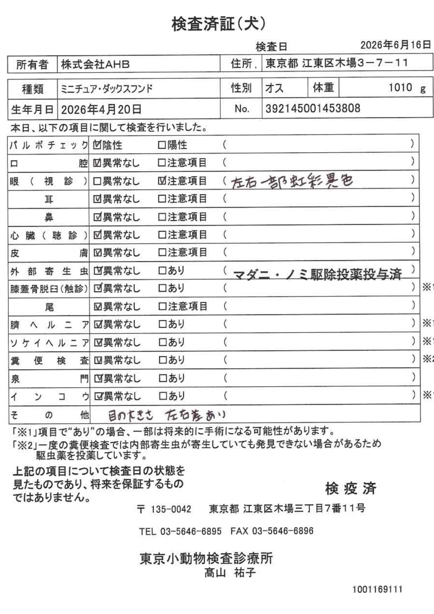 ミニチュア・ダックスフンド