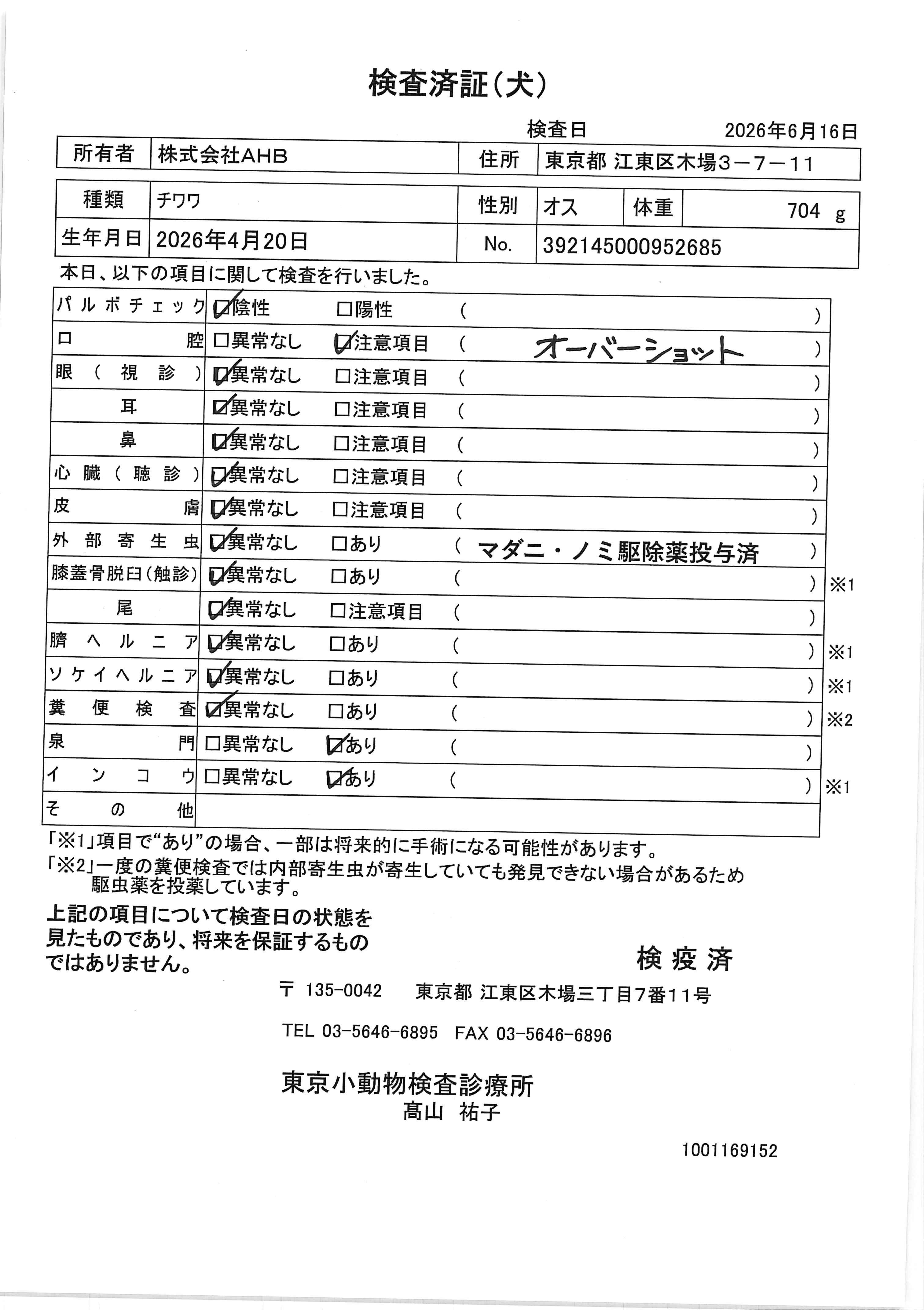 チワワ
