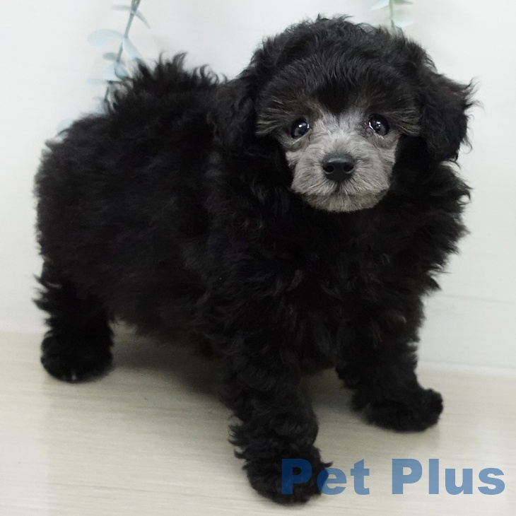 宮城県のトイプードル(トイ) (ペットプラス 名取店/2026年4月19日生まれ/男の子/グレー)の子犬の1枚目の画像