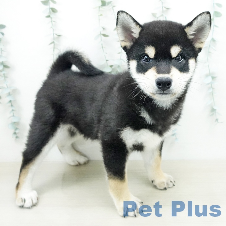 千葉県の柴犬(標準サイズ) (ペッツワン 千葉ニュータウン店/2026年4月10日生まれ/男の子/黒)の子犬の1枚目の画像