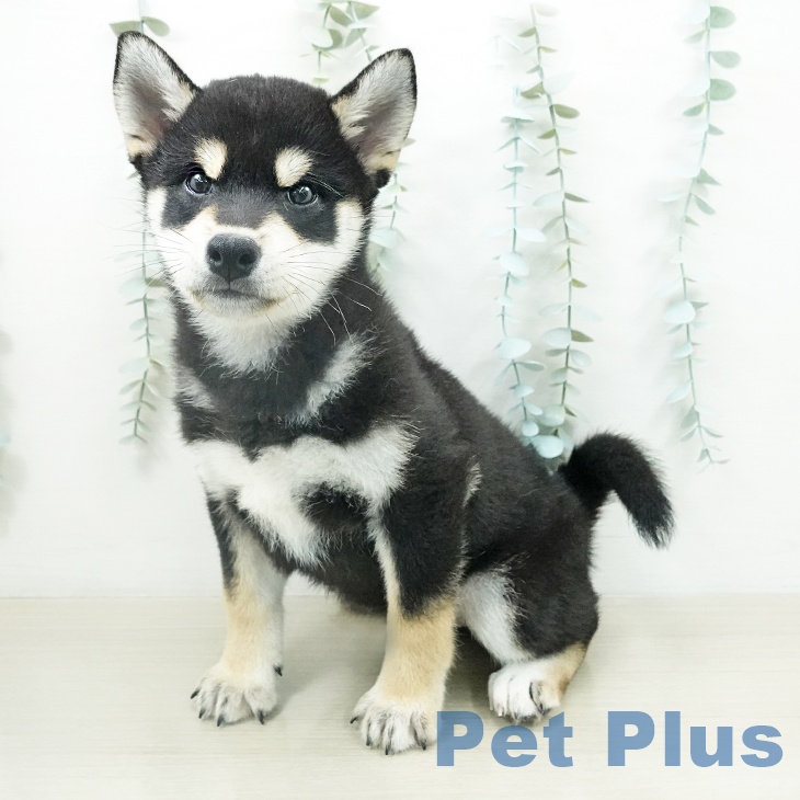 千葉県の柴犬(標準サイズ) (ペッツワン 千葉ニュータウン店/2026年4月10日生まれ/男の子/黒)の子犬の2枚目の画像