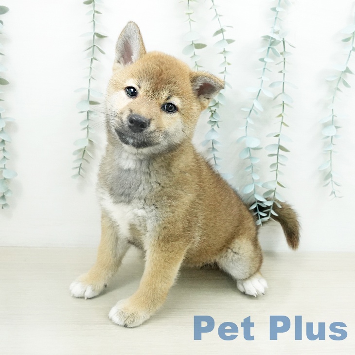 福島県の柴犬(標準サイズ) (ペットプラス イオンタウン郡山店/2026年4月22日生まれ/女の子/赤)の子犬の2枚目の画像