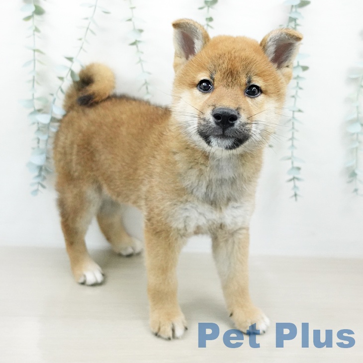 埼玉県の柴犬(標準サイズ) (ペットプラス 浦和美園店/2026年4月22日生まれ/男の子/赤)の子犬の1枚目の画像