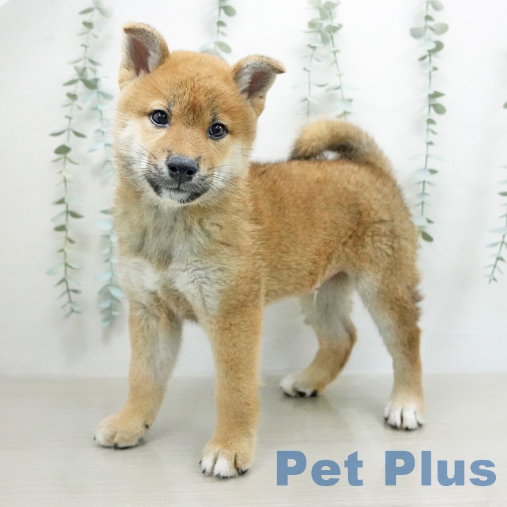 埼玉県の柴犬(標準サイズ) (ペットプラス 浦和美園店/2026年4月22日生まれ/男の子/赤)の子犬の2枚目の画像