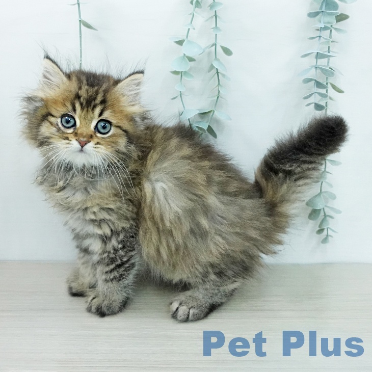 埼玉県のミヌエット (ペットプラス 与野店/2026年4月19日生まれ/男の子/ブラウンタビー)の子猫の1枚目の画像