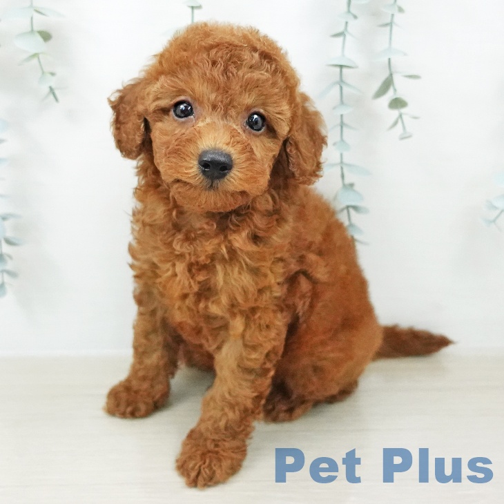 茨城県のトイプードル(トイ) (ペッツワン 阿見店/2026年4月20日生まれ/男の子/レッド)の子犬