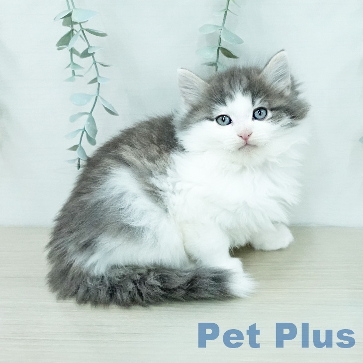 ノルウェージャンフォレストキャットの写真2