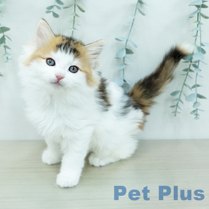 ノルウェージャンフォレストキャットの写真2