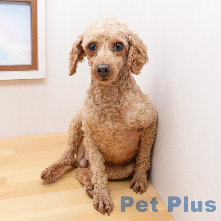 トイ・プードルの詳細情報 | PetPlus パートナードッグ&キャット