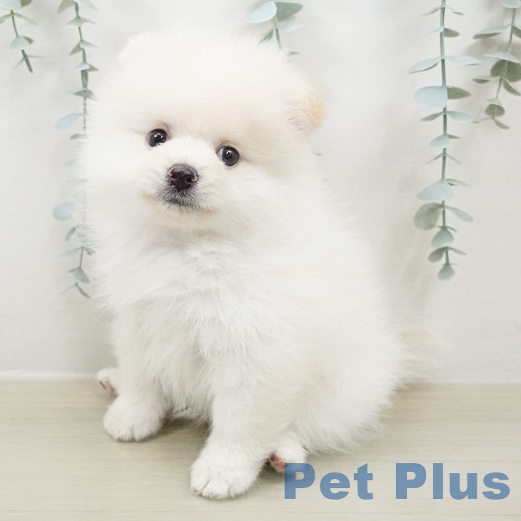 茨城県のポメラニアン (ペッツワン 古河店/2026年4月25日生まれ/男の子/クリーム)の子犬