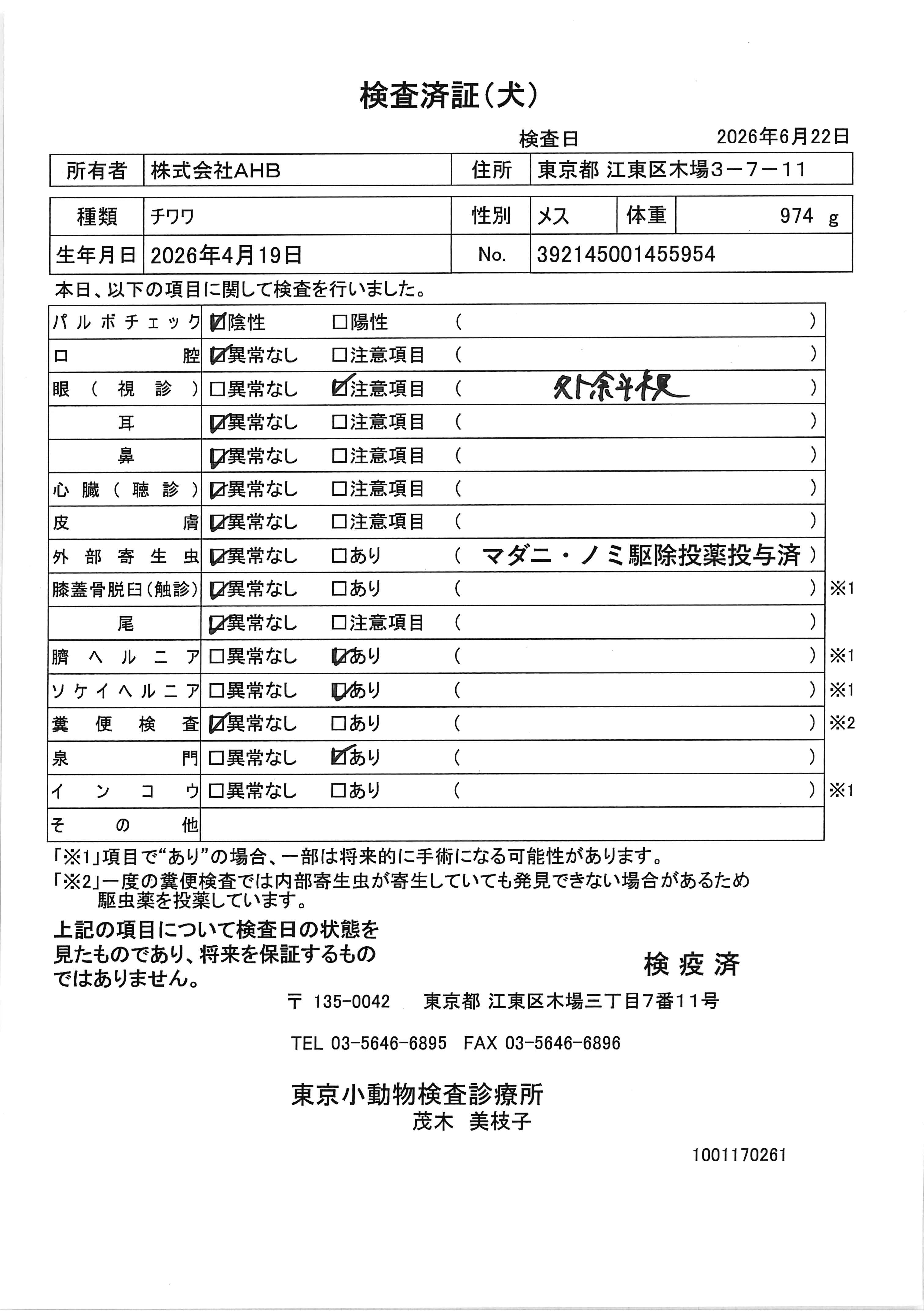 チワワ