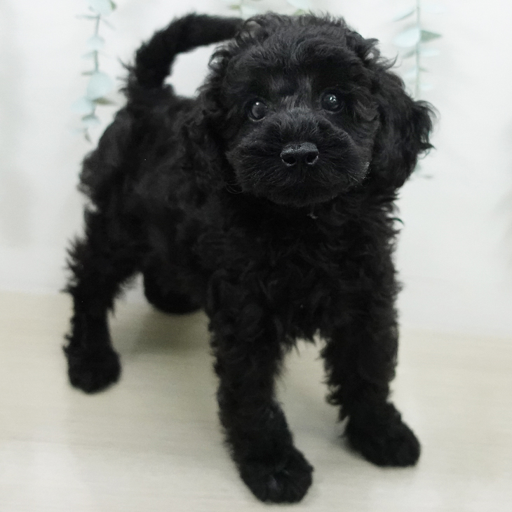 長野県のトイプードル(トイ) (ペットプラス 長野店/2026年4月26日生まれ/男の子/ブラック)の子犬