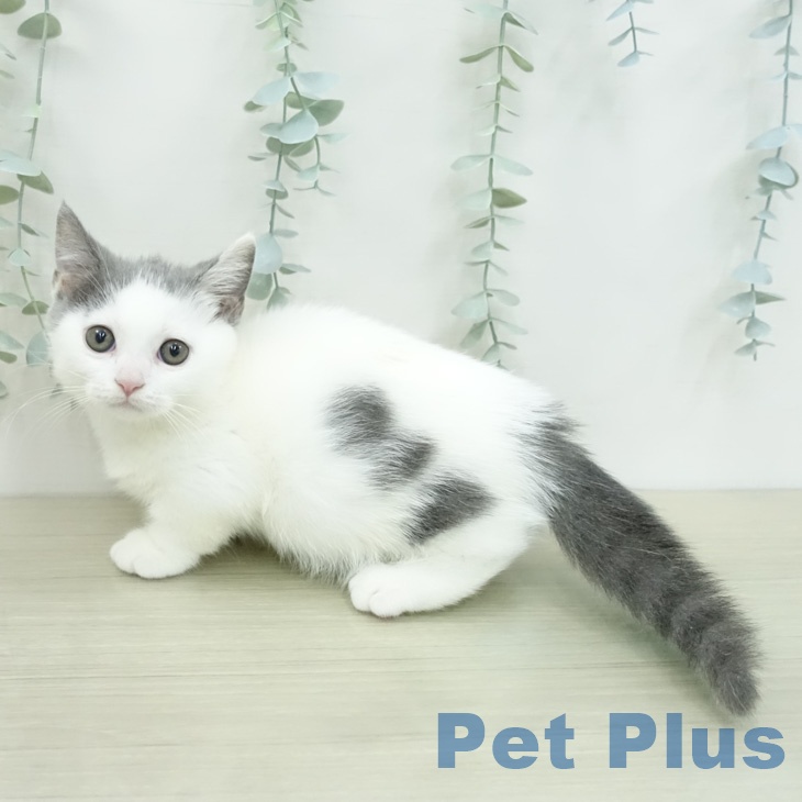 東京都のマンチカン (ペットプラス 日の出店/2026年4月13日生まれ/男の子/ブルータビーホワイト)の子猫の1枚目の画像