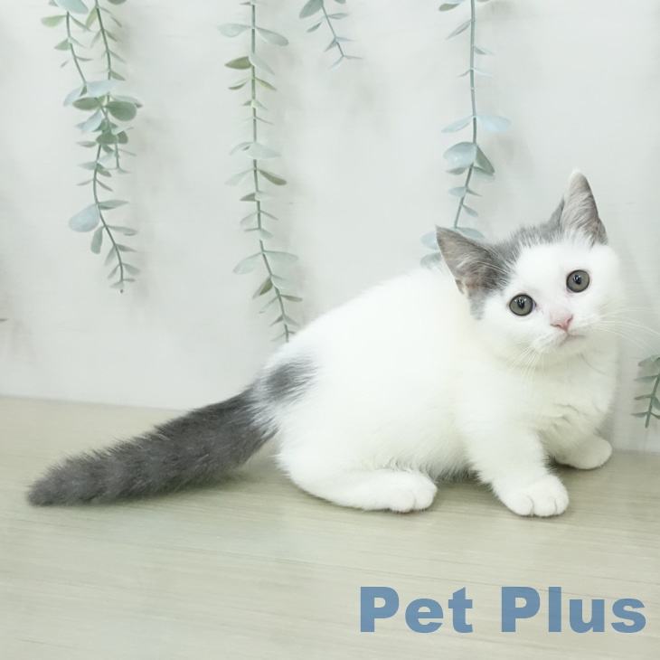 東京都のマンチカン (ペットプラス 日の出店/2026年4月13日生まれ/男の子/ブルータビーホワイト)の子猫の2枚目の画像
