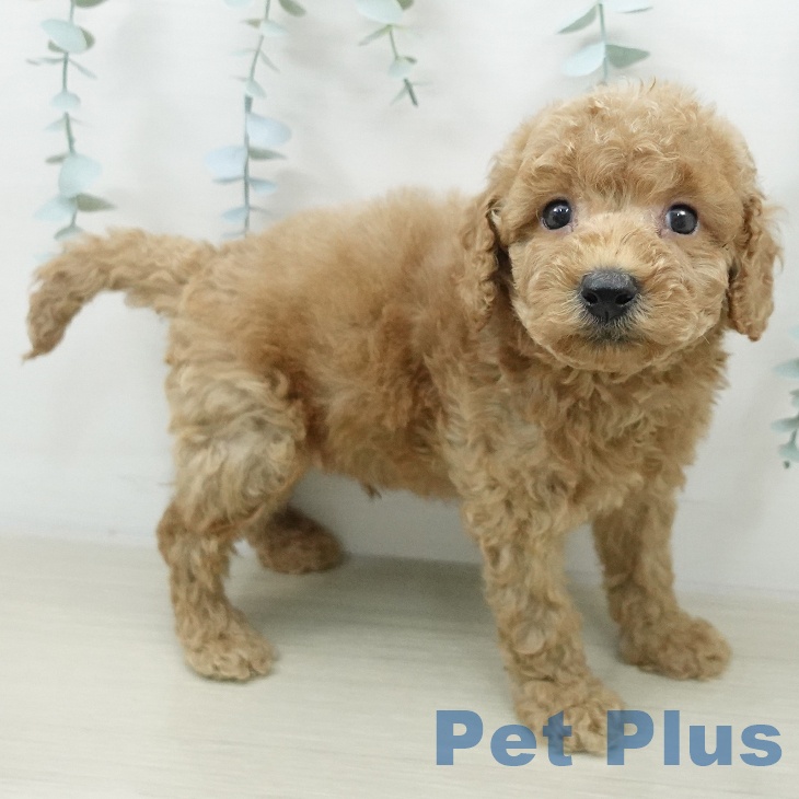 神奈川県のトイプードル(トイ) (ペッツワン 小田原店/2026年4月26日生まれ/男の子/レッド)の子犬の2枚目の画像