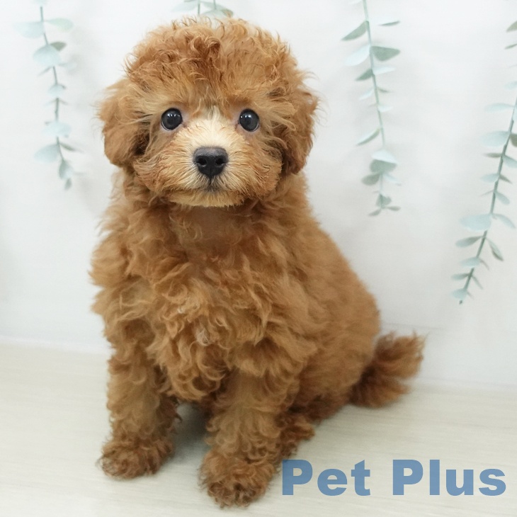 東京都のトイプードル(トイ) (ペッツワン 南砂町SUNAMO店/2026年4月21日生まれ/男の子/レッド)の子犬の1枚目の画像
