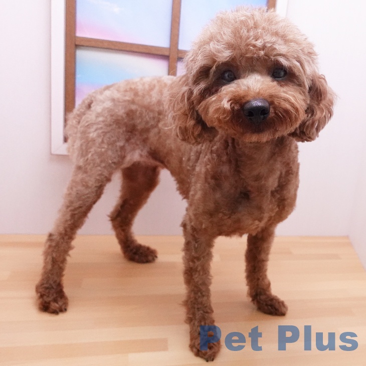 トイ・プードルの詳細情報 | PetPlus パートナードッグ&キャット