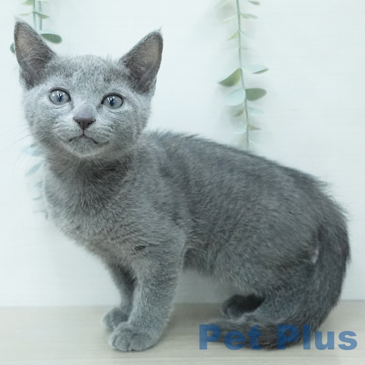 千葉県のロシアンブルー (ペットプラス 幕張新都心店/2026年4月23日生まれ/女の子/ブルー)の子猫の1枚目の画像