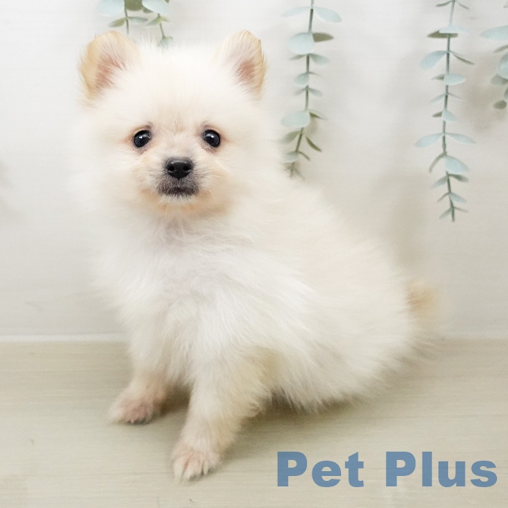 長野県のポメラニアン (ペットプラス 松本店/2026年4月14日生まれ/男の子/クリーム)の子犬