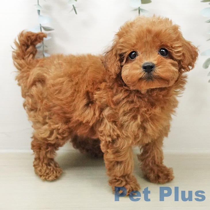 福島県のトイプードル(トイ) (ペットプラス 福島店/2026年4月29日生まれ/女の子/レッド)の子犬の2枚目の画像