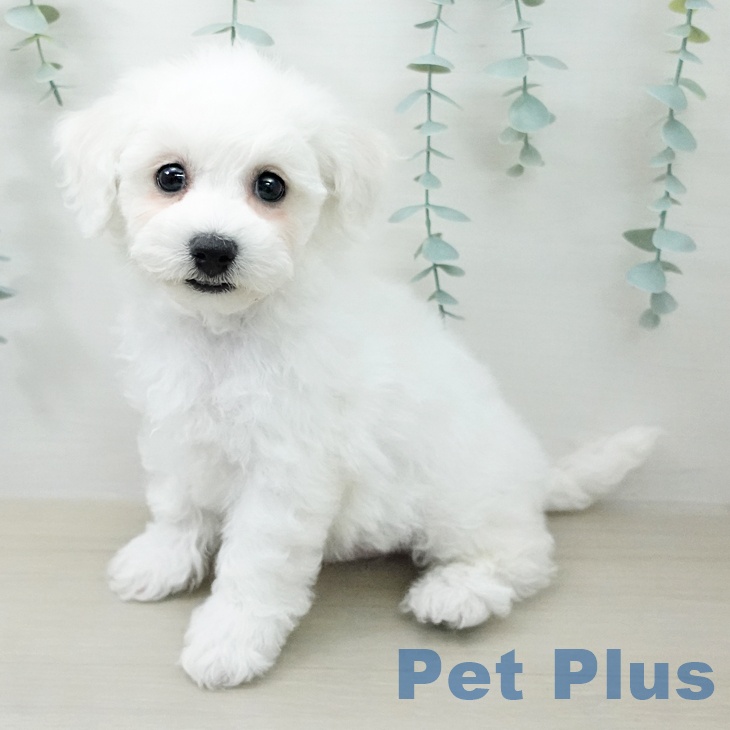 埼玉県のビションフリーゼ (ペットプラス 川口店/2026年4月29日生まれ/男の子/ホワイト)の子犬