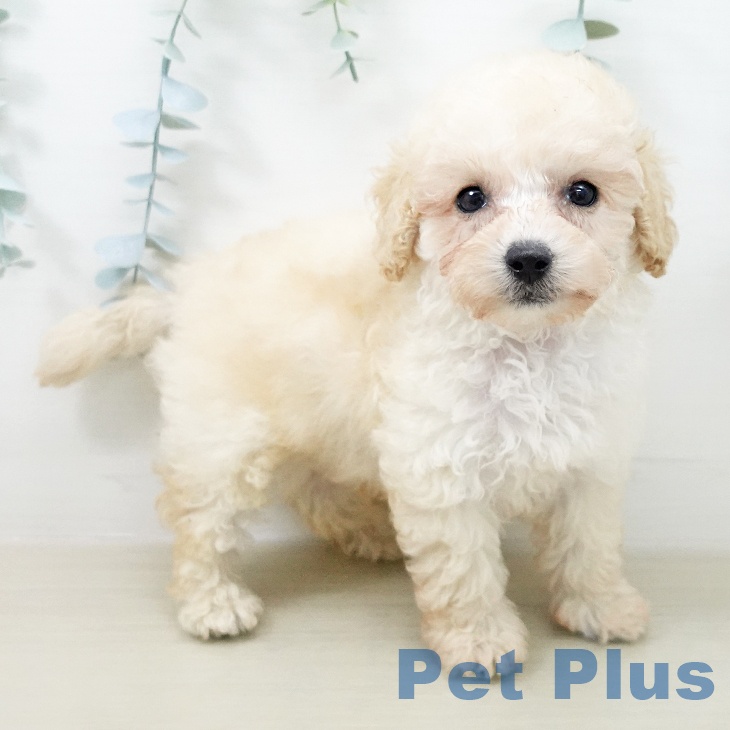 山形県のトイプードル(トイ) (ペットプラス 天童店/2026年4月26日生まれ/男の子/クリーム)の子犬