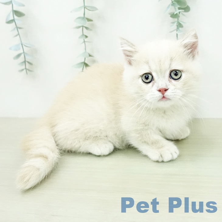 千葉県のミヌエット (ペットプラス 成田店/2026年4月22日生まれ/男の子/クリームタビー)の子猫の2枚目の画像