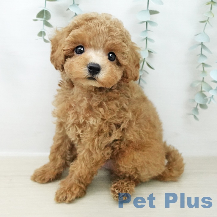 埼玉県のトイプードル(トイ) (ペットプラス 川口店/2026年4月24日生まれ/男の子/レッド)の子犬