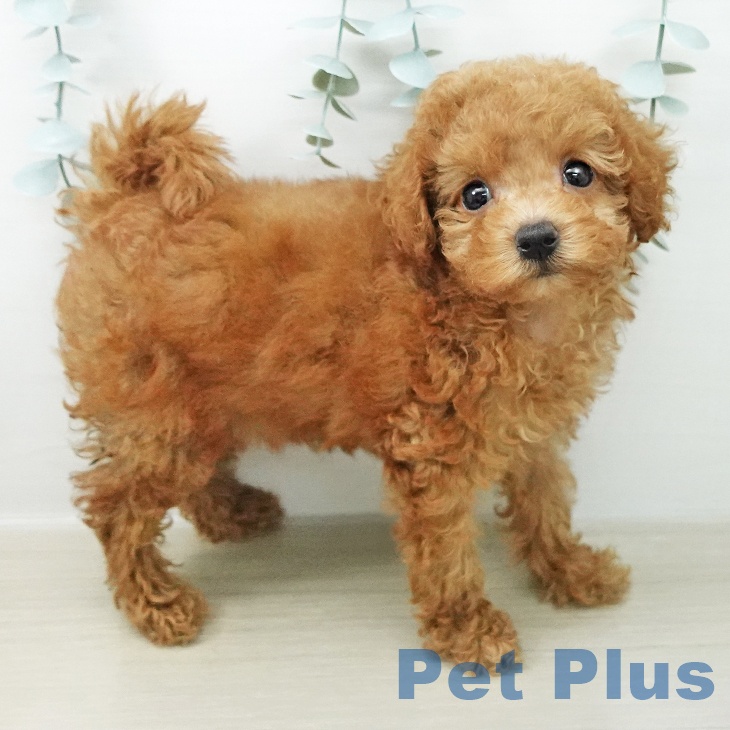 長野県のトイプードル(トイ) (ペットプラス 上田店/2026年4月24日生まれ/女の子/レッド)の子犬