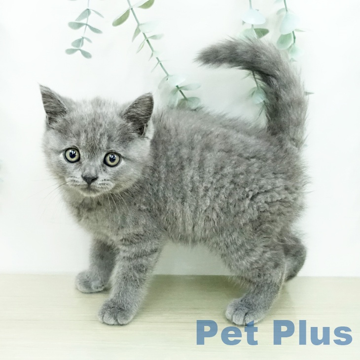 群馬県のマンチカン (ペットプラス イオンモール太田店/2026年4月23日生まれ/男の子/ブルー)の子猫の1枚目の画像