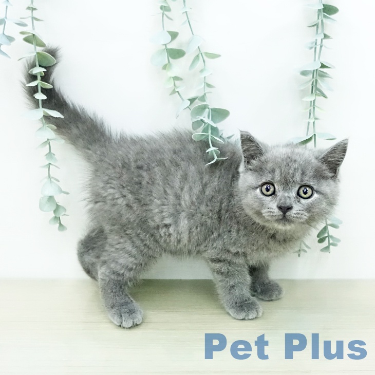 群馬県のマンチカン (ペットプラス イオンモール太田店/2026年4月23日生まれ/男の子/ブルー)の子猫の2枚目の画像