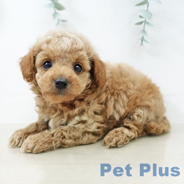 埼玉県のトイプードル(トイ) (ペットプラス 与野店/2026年4月30日生まれ/女の子/レッド)の子犬