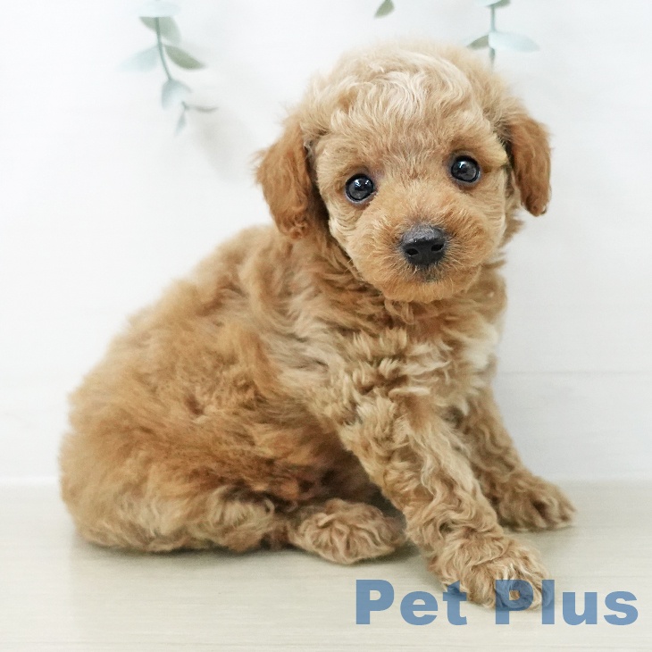 埼玉県のトイプードル(トイ) (ペットプラス 与野店/2026年4月30日生まれ/女の子/レッド)の子犬の2枚目の画像