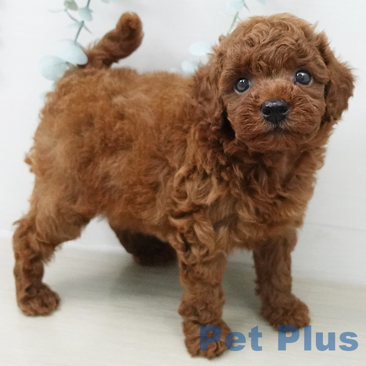 神奈川県のトイプードル(トイ) (ペットプラス 海老名店/2026年5月1日生まれ/男の子/レッド)の子犬の2枚目の画像