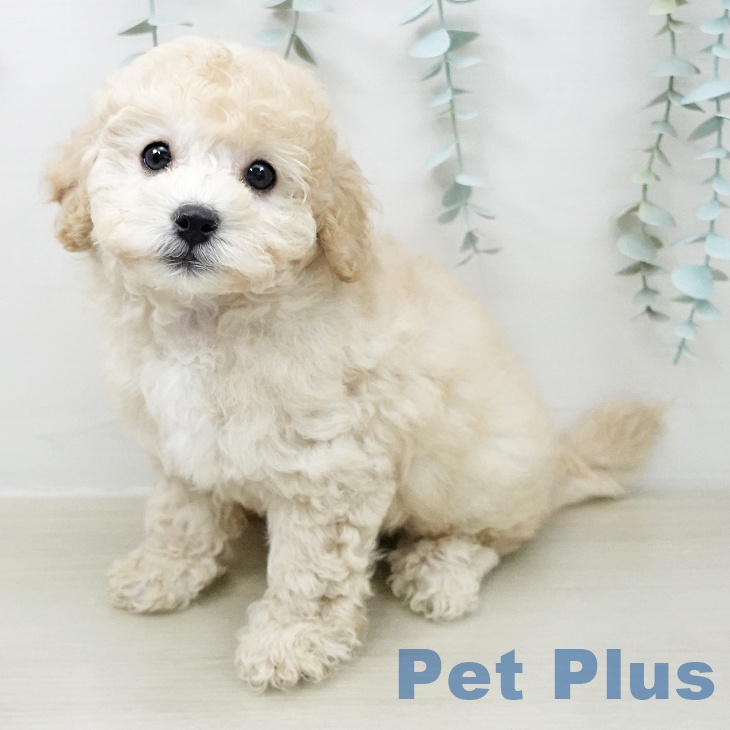 東京都のトイプードル(トイ) (ペットプラス 東久留米店/2026年4月29日生まれ/男の子/クリーム)の子犬