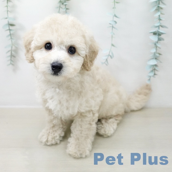 埼玉県のトイプードル(トイ) (ペッツワン 新座店/2026年4月29日生まれ/男の子/クリーム)の子犬